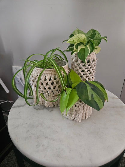 Macrame Plant Jar Set